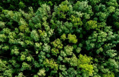 Luftaufnahme eines üppigen grünen Waldes oder des Waldlandes