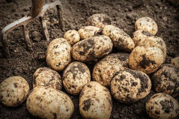 Nahaufnahme von ausgegrabenen Kartoffeln im Garten