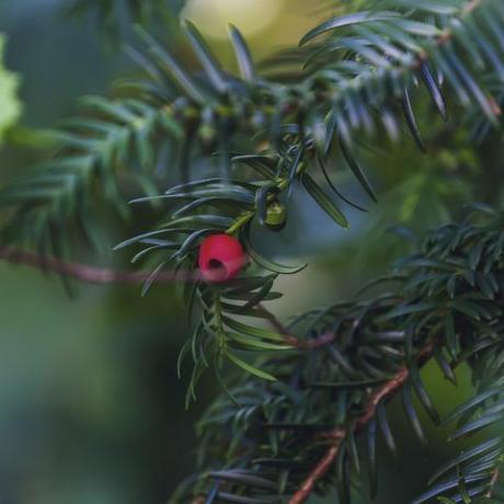 rote Beere, die an der Eibe hängt