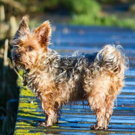 Terrier Hund