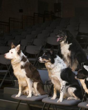 Gruppe von Hunden im Theater