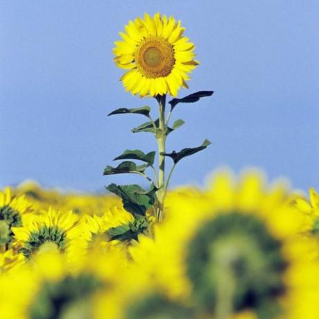 große Sonnenblume