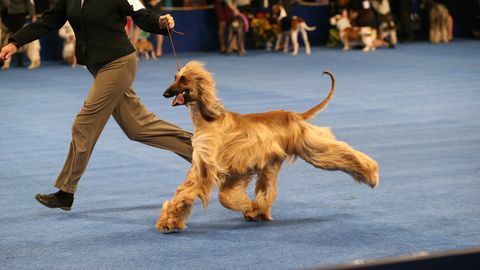 wie man die nationale Hundeausstellung sieht