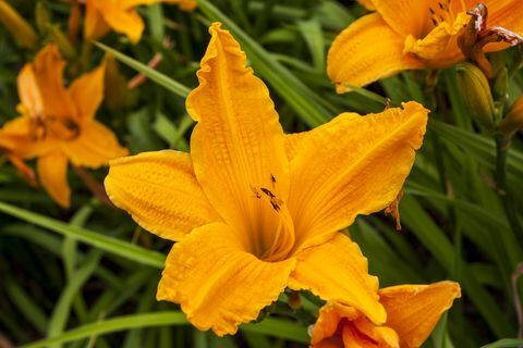 Hemerocallis 'Brennendes Tageslicht'