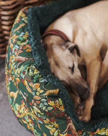 Emma Bridgewater bringt Hundesortiment auf den Markt