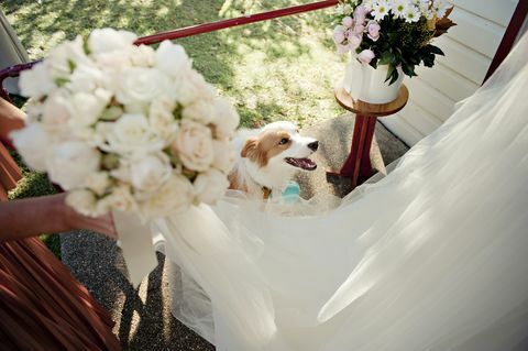 Hund am Hochzeitsempfang