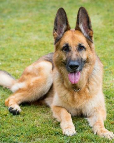 deutscher schäferhund, der auf gras ruht