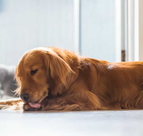 Hund leckt seine Pfoten