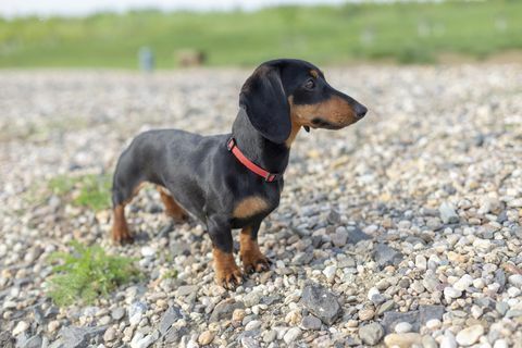 Dachshundwelpe auf dem Strand.