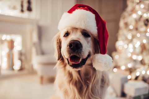 Netter Hund Labrador sitzt in Santa Claus-Hut.