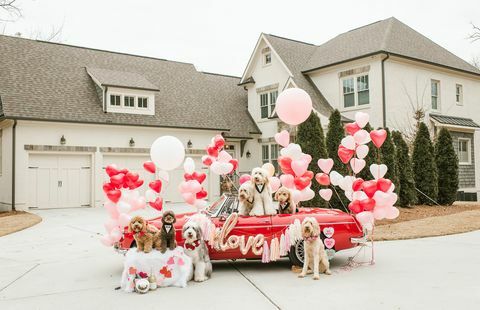 dass Doodle Squad Hunde Valentinstag