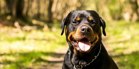 Rottweiler Hund