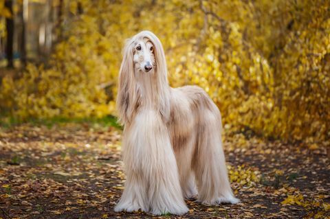 Hund, wunderschöner afghanischer Windhund, Porträt in voller Länge, vor dem Hintergrund des Herbstwaldes, Platz für Text