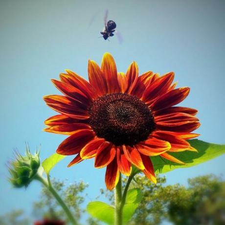 rote Sonnenblume