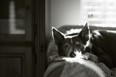 Gewinner der Auszeichnung "Oldies" bei der Auszeichnung "Hundefotograf des Jahres"