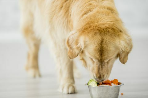 können Hunde Obstgemüse essen