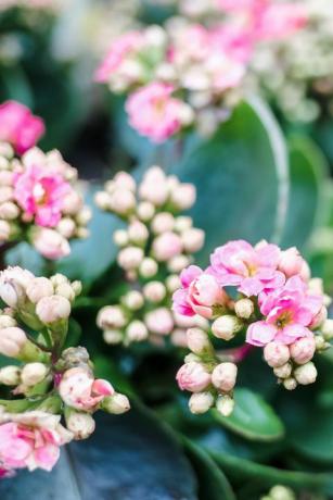 beliebte zimmerpflanzen rosa kalanchoe blume