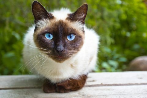 Sehen Sie sich Siamese Cat