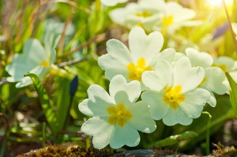 Primeln im März im Sonnenlicht