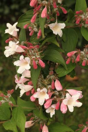 Nahaufnahme der Blüten eines Abelienstrauchs