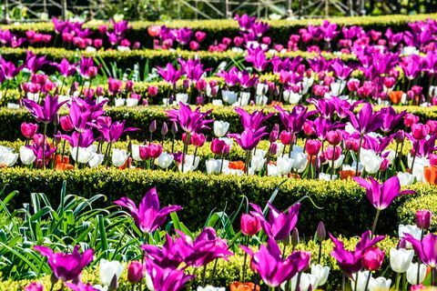 Jährliches Tulpenfest 2017 - Arundel Castle