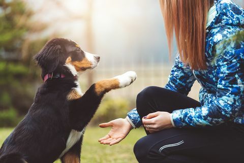 Eine schöne junge Frau geht mit ihrem Hund spazieren, es ist Spielzeit, wenn du ein guter Junge bist, bekommst du ein Leckerli, ein Hund ist das Einzige auf der Welt, das dich mehr liebt als sich selbst