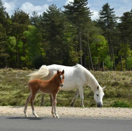 Umzug in den neuen Wald Pony und Fohlen