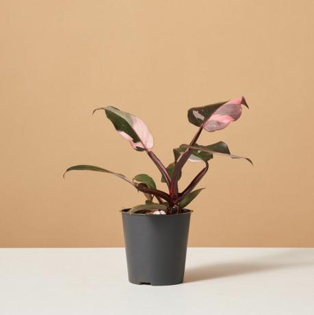 Philodendron Pink Princess, 4-Zoll-Topf