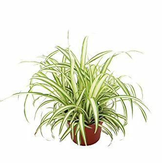 Ocean Spider Plant Variegated – 6'' von California Tropicals