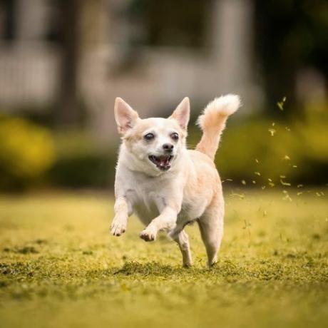 Chihuahua läuft im Gras