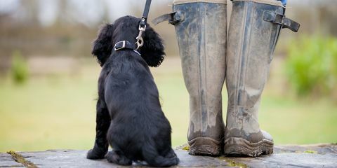 Welpe heeling bei welly