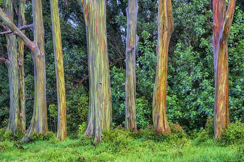 Eukalyptusregenbogenbäume in Hawaii