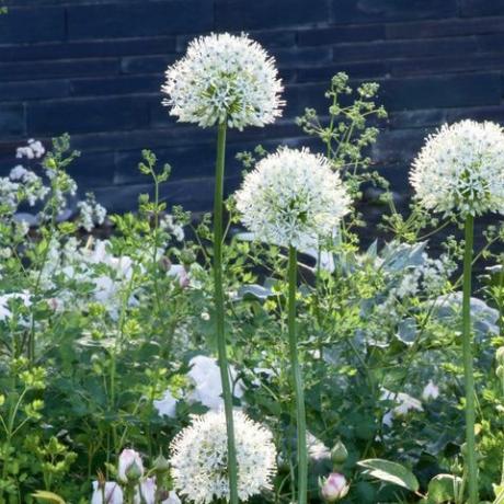 Bringen Sie Farbe in den Garten