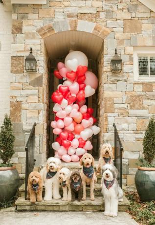 Diese Dood-Squad-Valentinstag-Hunde auf der Veranda