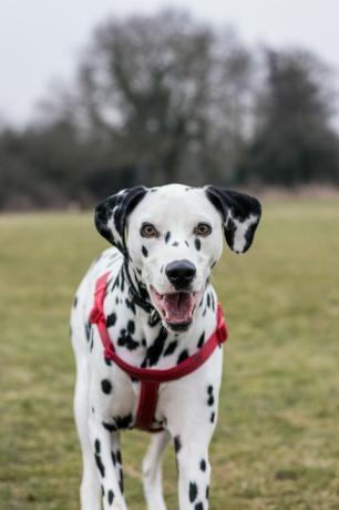 Porträt eines dalmatinischen Hundes, der auf dem Feld steht