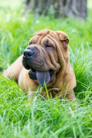 kleiner Sharpei-Welpe