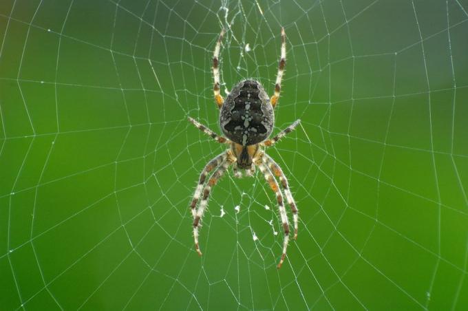 Spinne im Netz