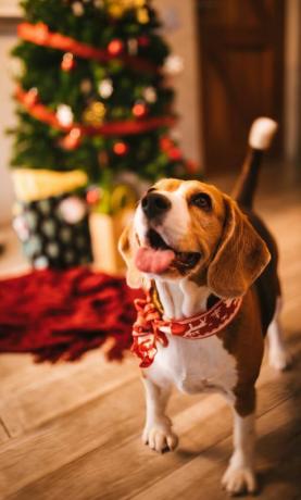 glücklicher welpe, der weihnachten zu hause feiert