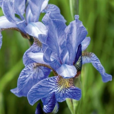 Bringen Sie Farbe in den Garten