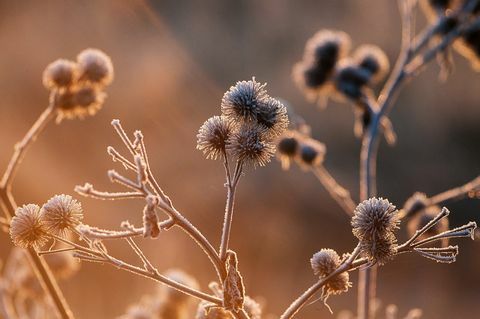 Klettensamenköpfe