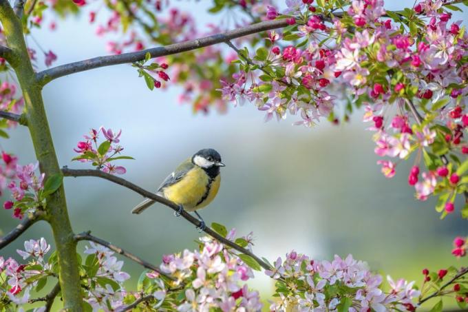 Ein Blaumeise-Gartenvogel Parus Major, der auf dem Ast eines Holzapfelbaums mit Frühlingsblüte ruht