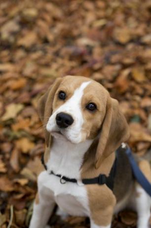 Süßer Beagle-Welpe auf Herbstlaub, der dich ansieht