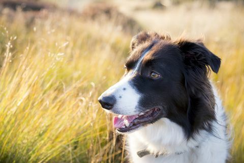 Border Collie im Freien im goldenen Sommersonnenlicht