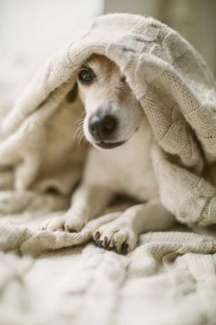 können hunde erkältet sein