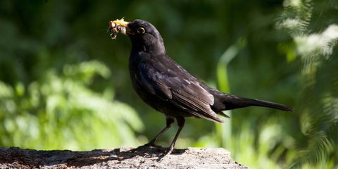 Amsel, die Nestmaterial sammelt