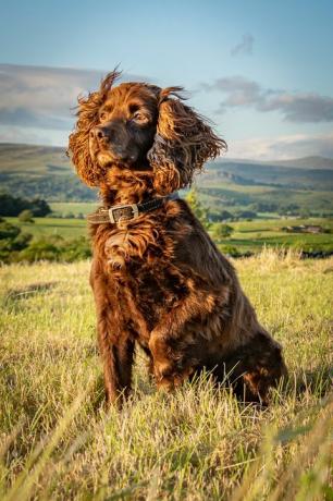 Porträt eines Cockerspaniels, der auf einem Gras sitzt