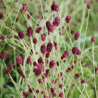 Sanguisorba 'Tanna'