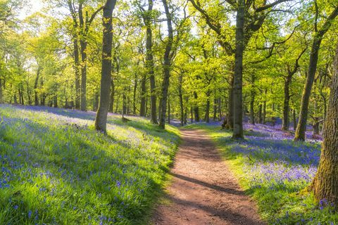 Glockenblumen und leerer Waldweg, Perth, Schottland