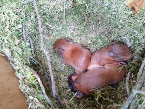 Seltene rote Eichhörnchenkätzchen, die auf Brownsea Island mit der Kamera aufgenommen wurden