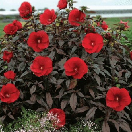 „Midnight Marvel“ Hardy Hibiscus